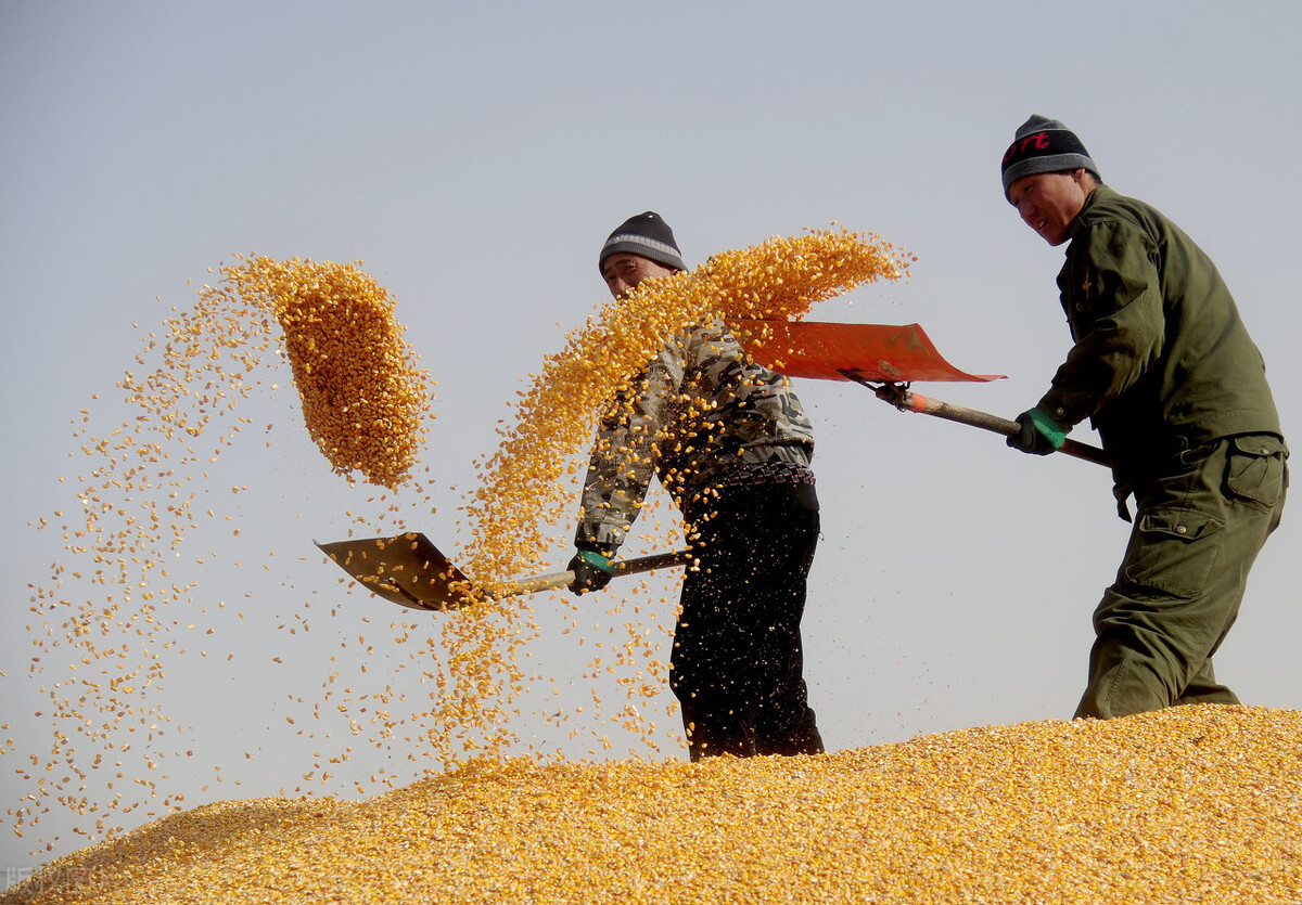 小麥明跌暗漲，稻谷趨穩，玉米繼續大跌，糧價沒救？7月行情預測-圖1