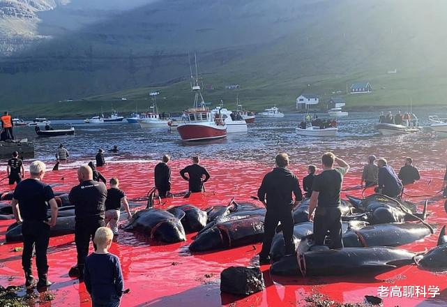 175頭！丹麥獵殺鯨魚，海水變血水，竟舔著臉不讓中國人吃海鮮！-圖1