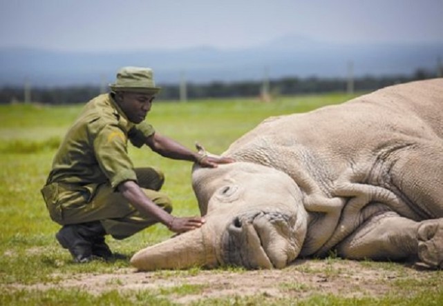 那隻被特種兵24小時保護的雄性白犀牛，如今怎麼樣瞭？-圖1