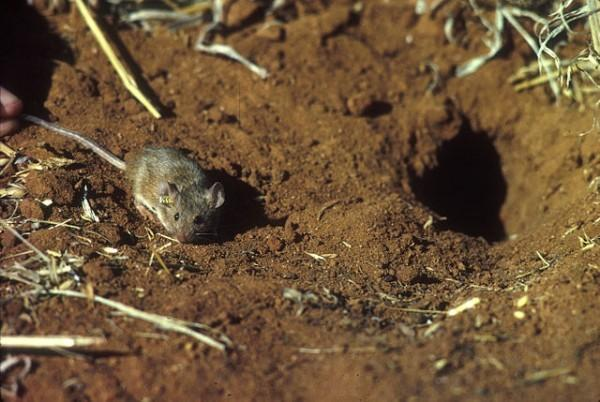 數百萬老鼠重創澳大利亞，多人睡夢中發生恐怖經歷，眼球差點被啃-圖1