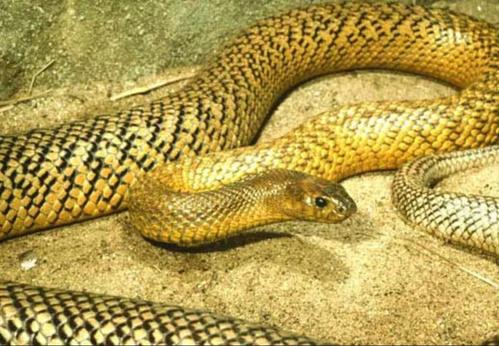 東部擬眼鏡蛇，世界十大毒蛇，澳大利亞殺人最多的蛇！-圖1