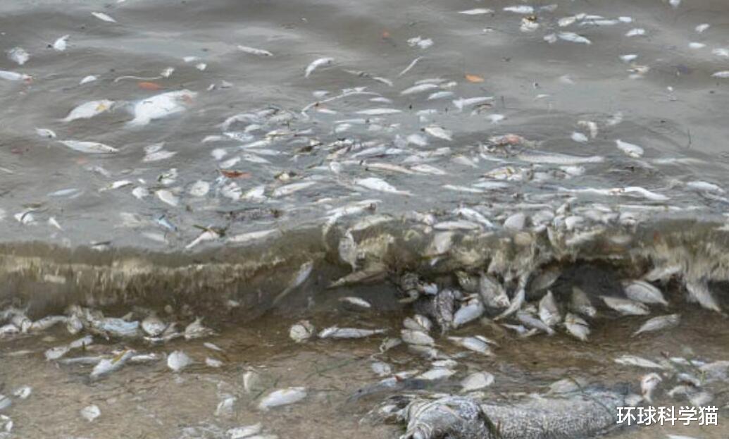 1天9噸，美國海灣出現大規模死魚，是什麼原因？專傢：或持續數月-圖1