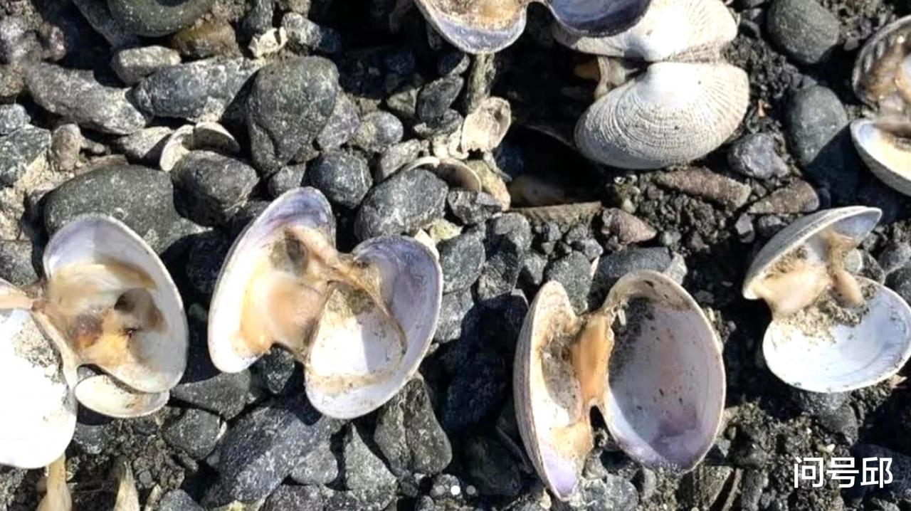 加拿大海邊上演活烤10億貝類，50℃高溫直接將海灘變成瞭天然烤箱-圖1