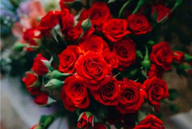 心理學：你最喜歡哪種玫瑰花？測你是有人寵愛的女人嗎？-圖1