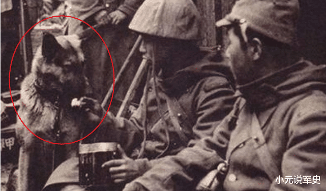 日本侵華戰爭，日軍訓練瞭一種動物，咬死無數國人，名字很耳熟-圖1