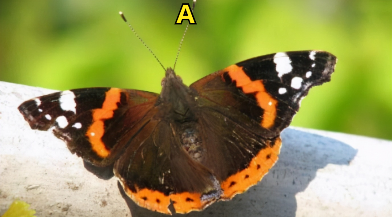 心理情感測試】哪隻蝴蝶漂亮迷人，測你在別人眼裡是什麼樣的人？-圖1