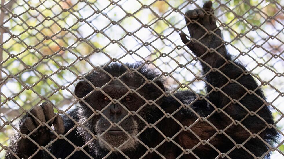 離奇！比利時女子自稱與動物園黑猩猩相愛並頻繁探望，動物園下禁令-圖1