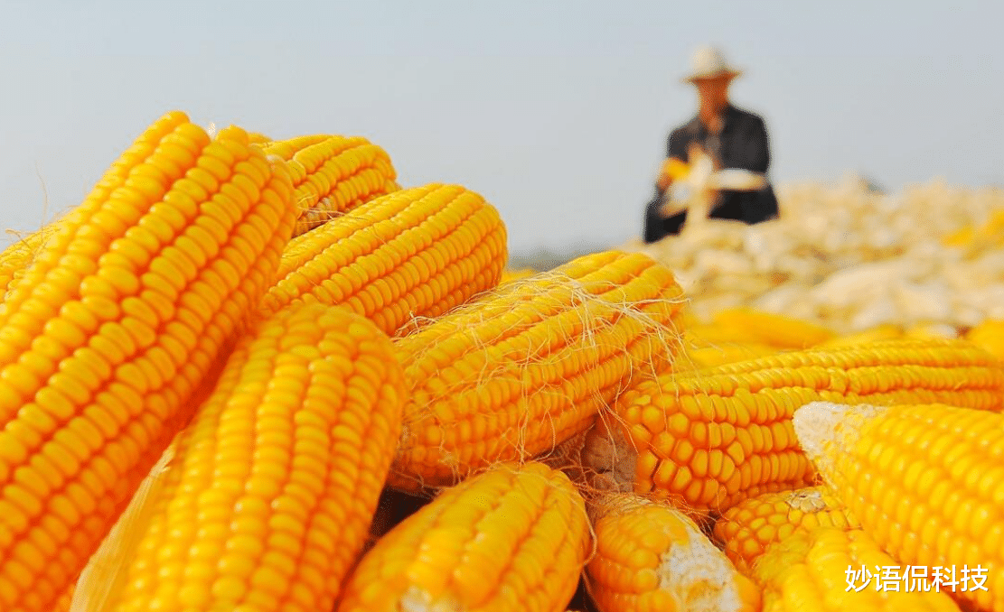 中國大規模取消進口玉米訂單，是什麼原因造成的？-圖1