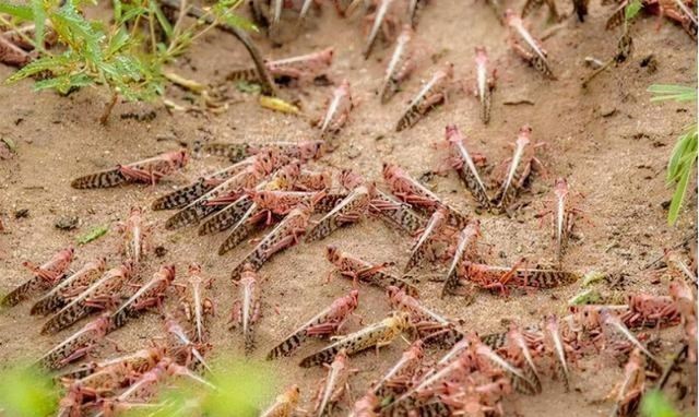 去年印度的4000億蝗蟲，為何一夜消失，怎麼做到的？這方法學不來-圖1