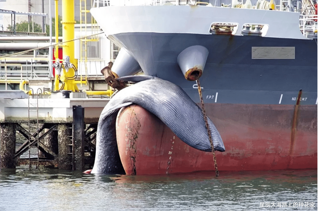 太殘酷！日本一油輪撞上藍鯨，進港口才發現，真的一點都不知道？-圖1